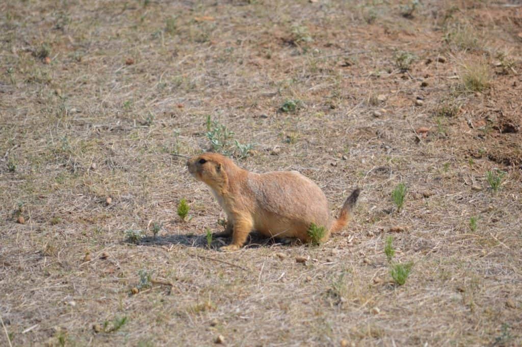 A prairie dog stays alert at Devil's Tower National Monument.