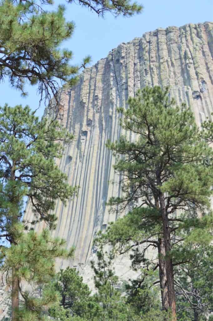 Devil's Tower stands high above trees at Devil's Tower National Monument.