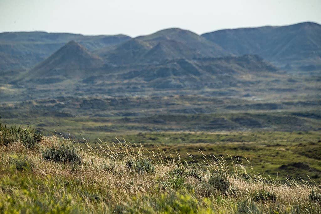 Prairie grasses bend to a gentle breeze amid the landscapes of Thunder Basin National Grassland.