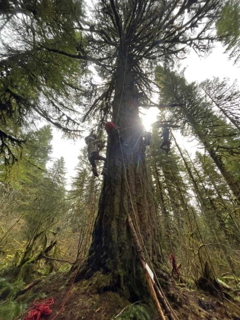 Five children and teens are moving up ropes along the length of an enormous pine tree at Silver Falls State Park.