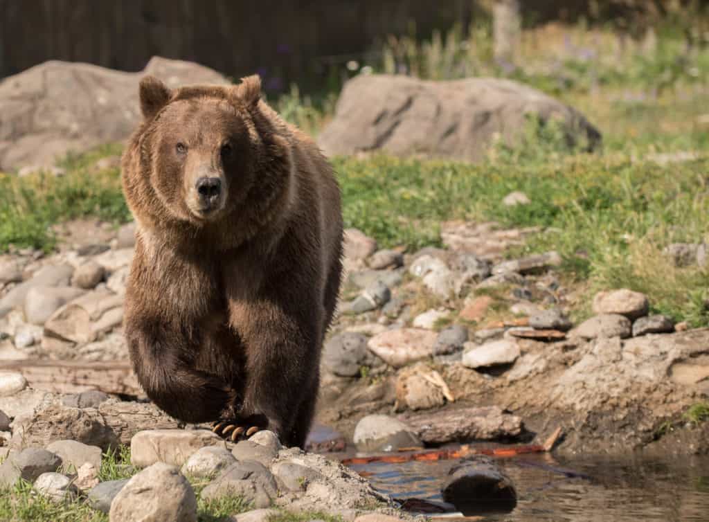 A grizzly walks though the outdoor viewing area at Montana Grizzly Encounter. Montana Grizzly Encounter is one of the 21 best museums in Bozeman and the Gallatin Area.