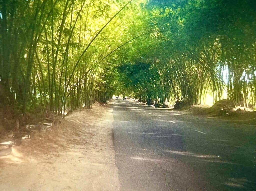 Bamboo Avenue, St. Elizabeth, Jamaica.