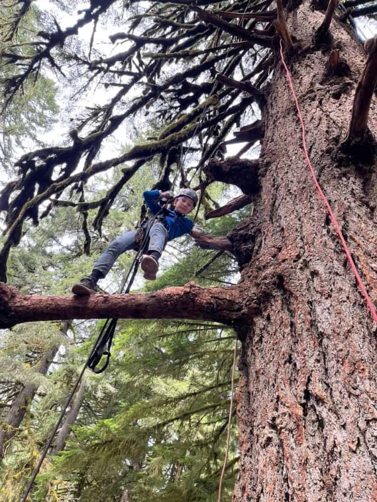 Our young son enjoys using specialized gear to climb high up a Douglas Fir. Tree Climbing is one of many great things to do at Silver Falls State Park.