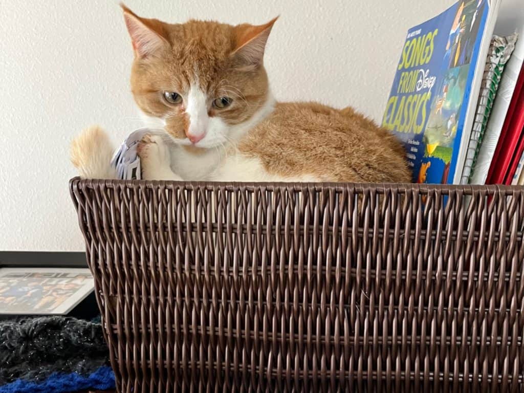 cat in brown basket. Calming ADHD bedroom ideas.