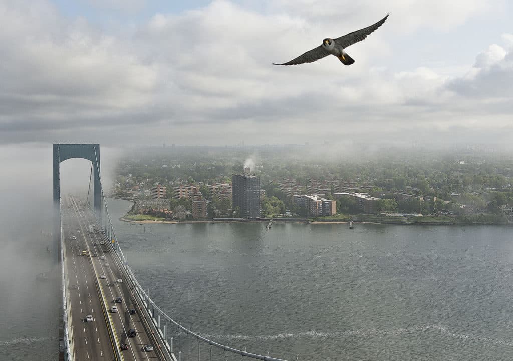 A peregrin falcon flies high above Throgs Neck Bridge. Throgs Neck Bridge is one of the highest bridges in the US.