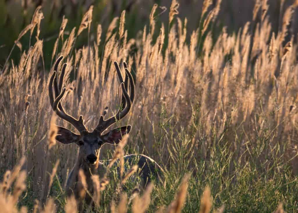 A stag stands amid tall grass at a wetlands preserve.
