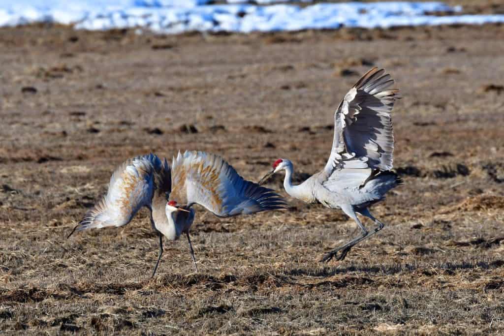 Sand Cranes frolic at Indreland Audubon Wetland Preserve. Indreland Audubon Wetland Preserve is one of the 21 best museums in Bozeman and the Gallatin area.