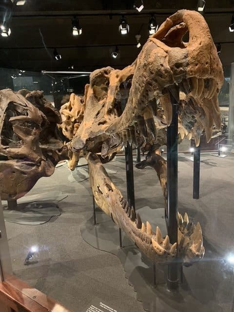 Enormous T Rex skulls at the Museum of the Rockies. The Museum of the Rockies is the best choice of all the museums in Bozeman.