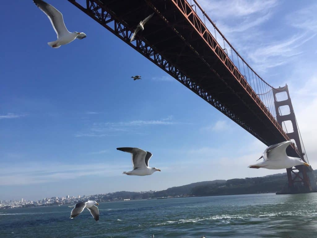 Sea gulls fly under the Golden Gate Bridge in San Francisco, California. The Golden Gate Bridge is one of 89 highest bridges in the US.