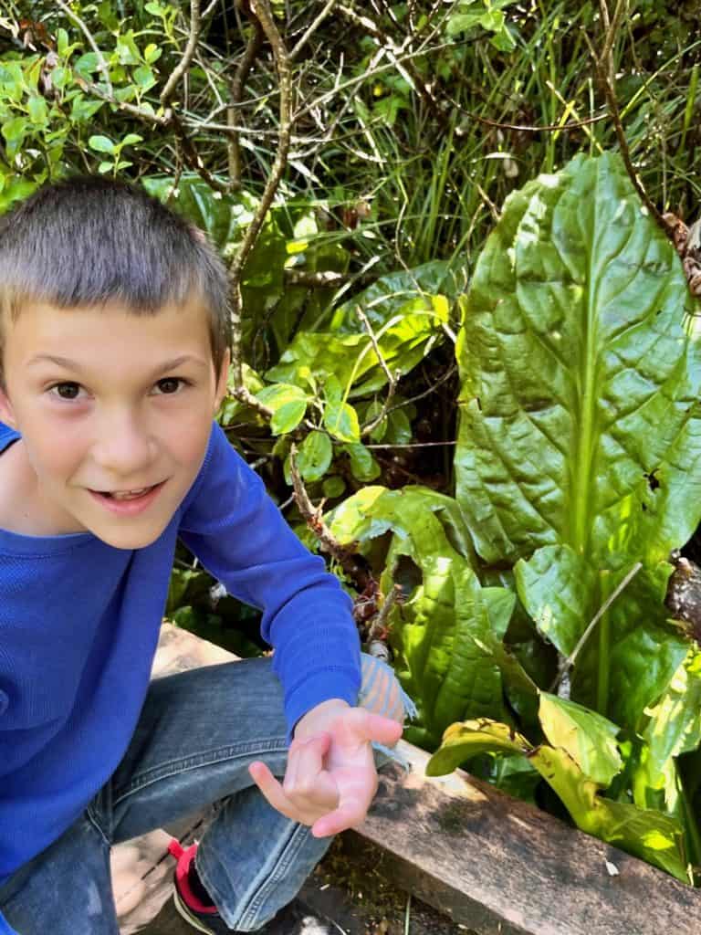 Boy crouching in front of skunk cabbage plant.