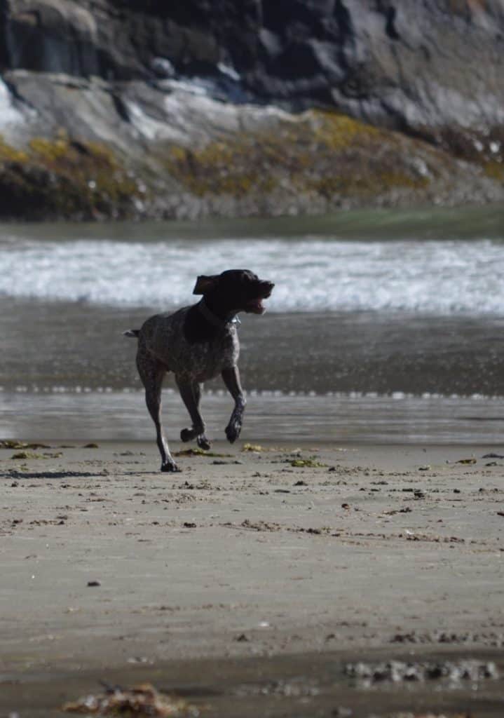A dog runs along Short Sand Beach in Oregon.