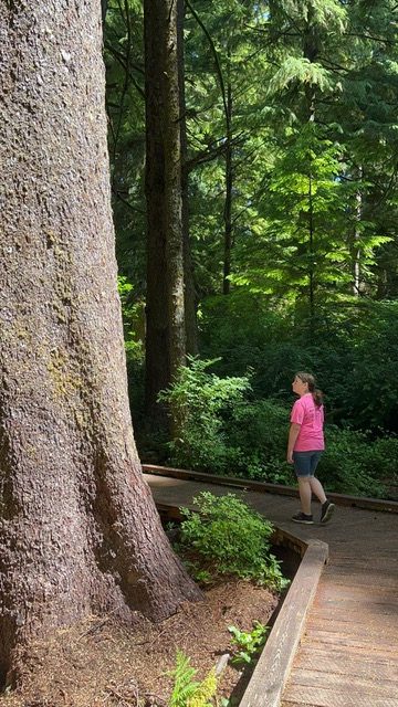 Our daughter walks beside an large old-growth tree on the Big Tree Trail.