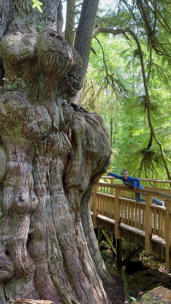 My son reaches out and touches the gargantuan Red Cyprus at the Big Tree Trail. Rockaway Beach Big Tree Trail is one of the best things to do with kids on the Oregon Coast.