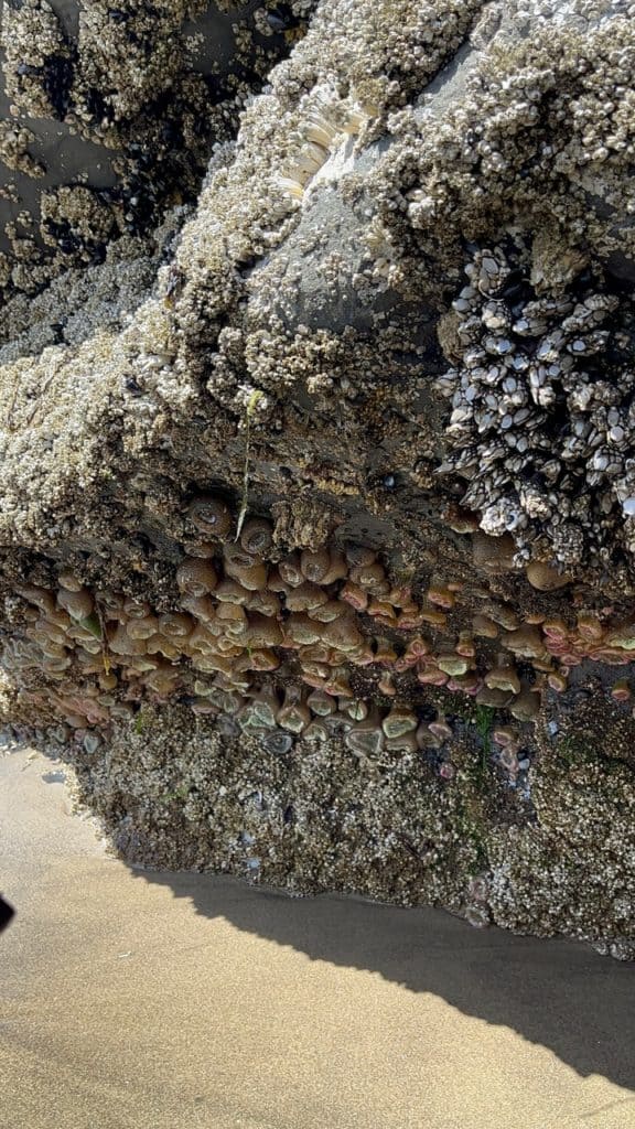 A jetti boulder is covered with barnicles, sea anemones and muscles.
