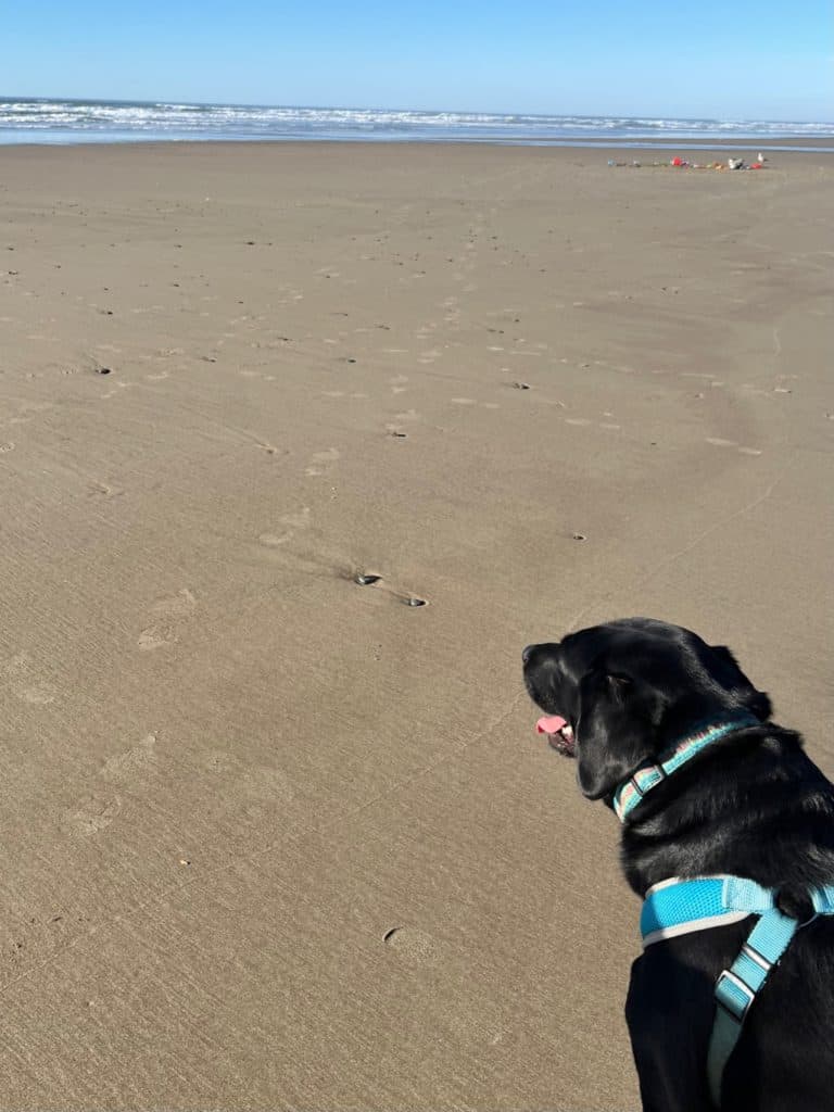 Black Labrador dog at the beach. Things to do in Rockaway Beach Oregon.