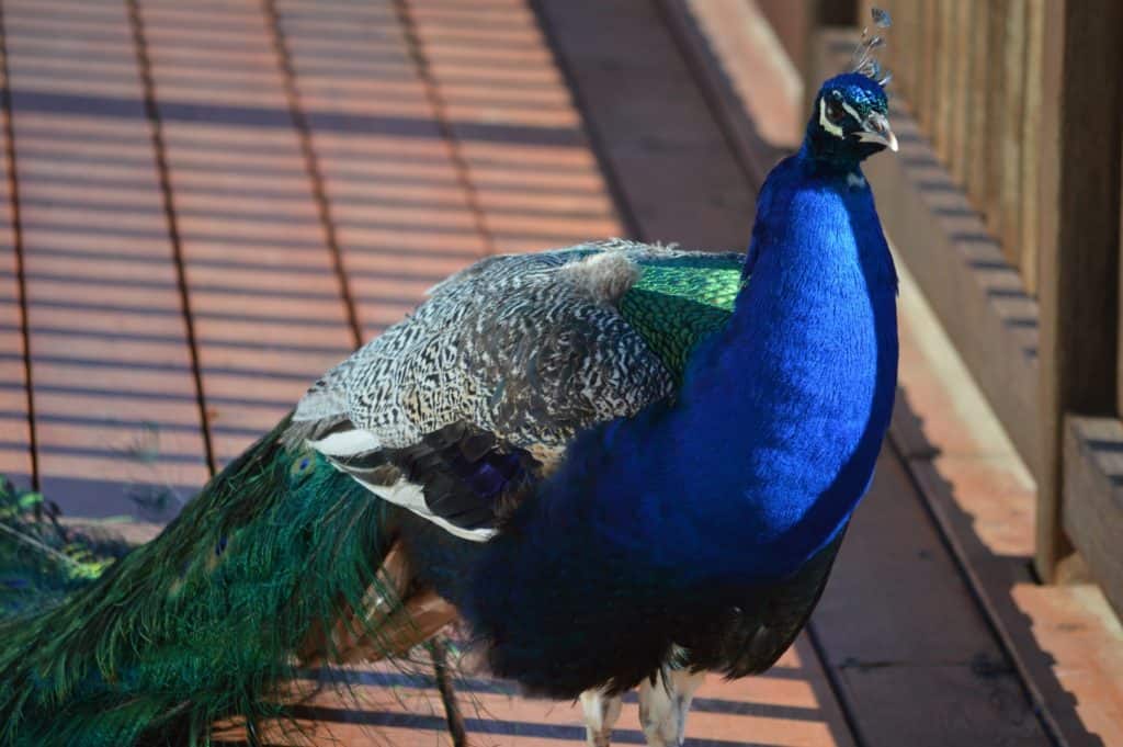 Peacock at the Blue Heron.