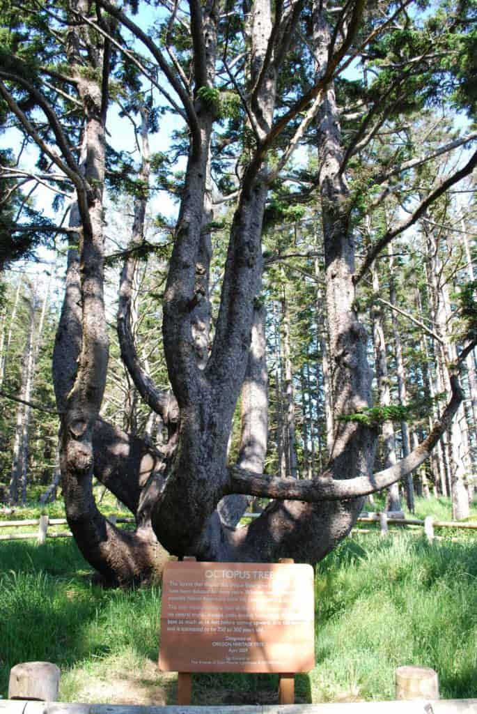 Octopus Tree. Things to do in Rockaway Beach Oregon.