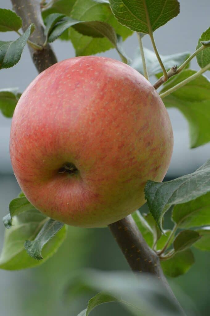 Honeycrisp apple on the tree.
