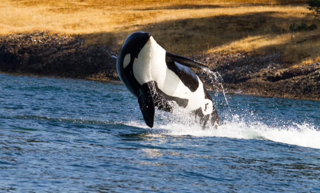 An orca leaps out of the water at the San Juan Islands. San Juan Islands National Historical Park is one of the best national parks to visit in November and December.