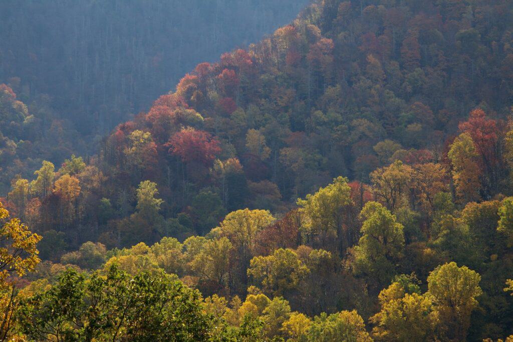 Autumn glory gilds the forested mountains of Smoky Mountains National Park.