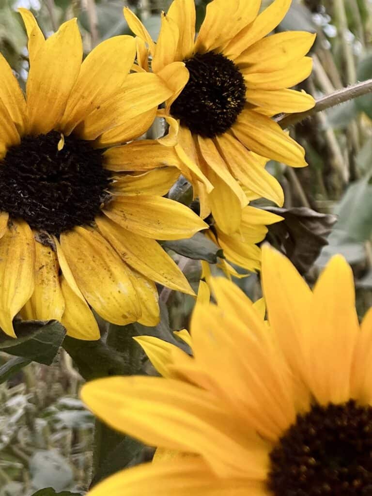 close up of sunflowers on a cloudy day. Many pumpkin patches also put on sunflower festivals.