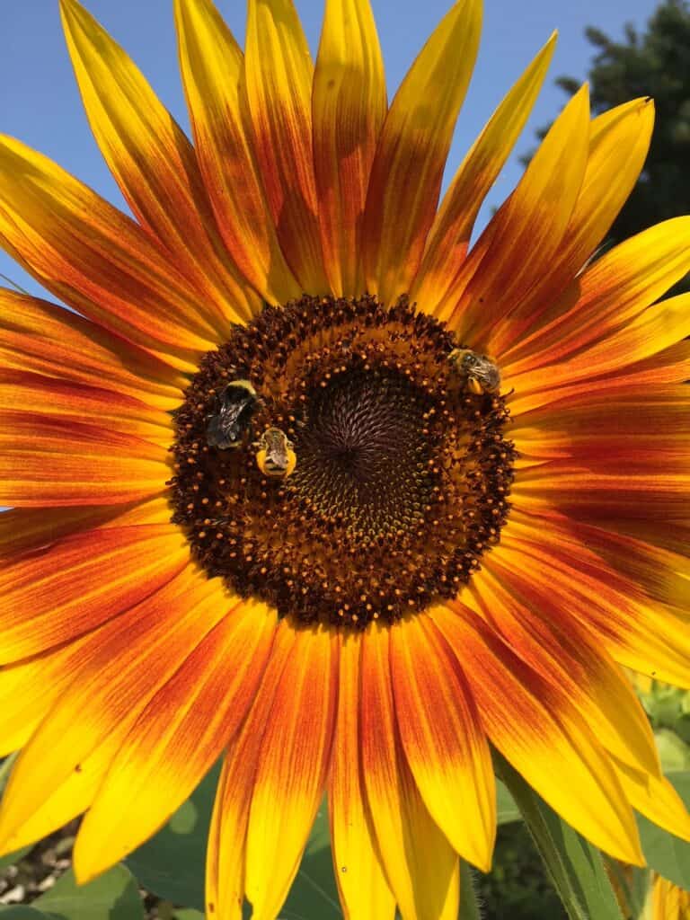 Orange and yellow sunflower with bees in center.
