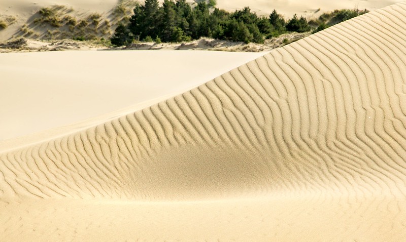 Wind sculpts an alluring pattern along a dune at Oregon Dunes National Recreation Area. Oregon Dunes NRA is one of the best national parks to visit in November and December.