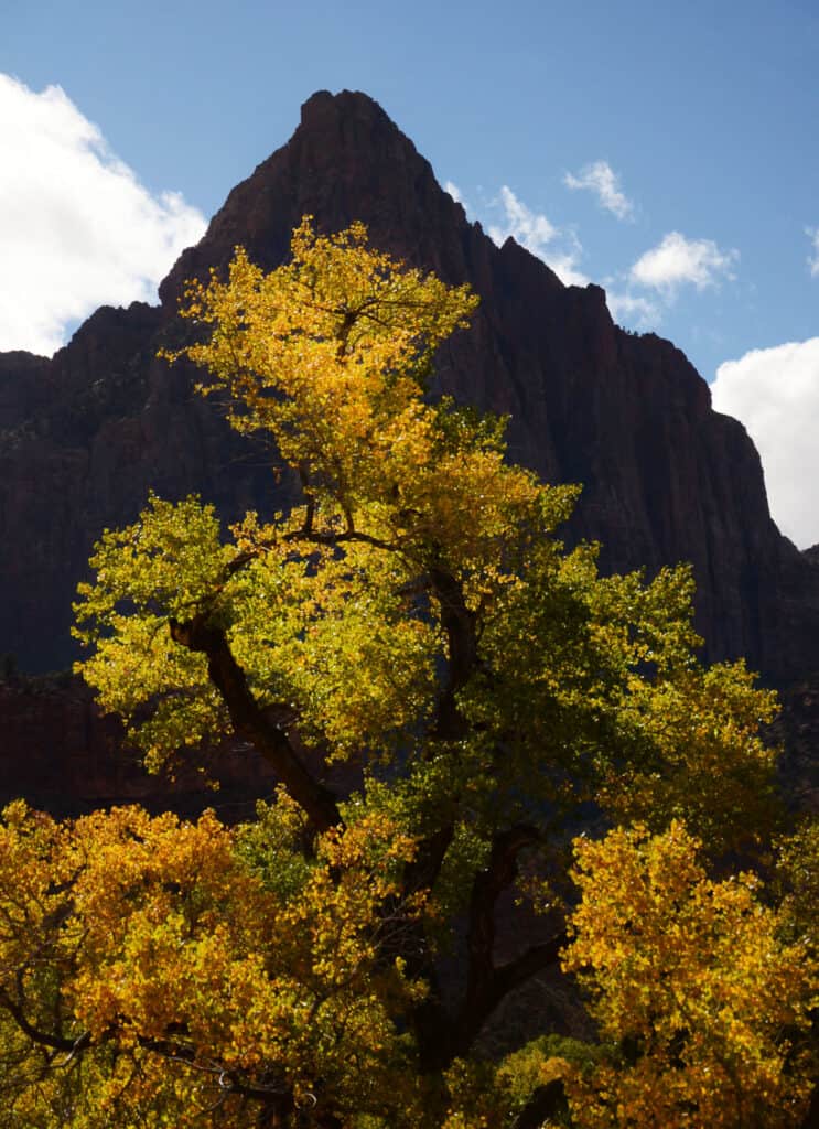 A tree clothed in autumnal gold stands before a craggy cliff-face at Zion National Park. Zion National Park is one of the best national parks to visit in November and December.