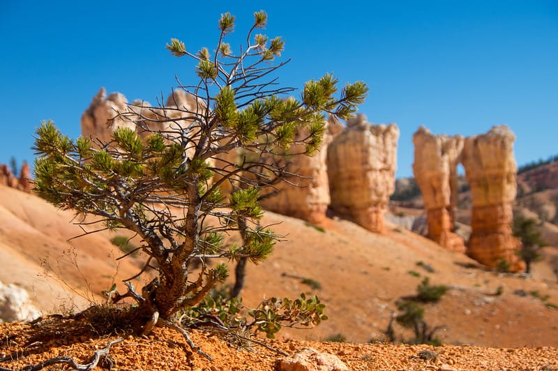 A pine sapling grows out of the orange soil of Bryce Canyon National Park.