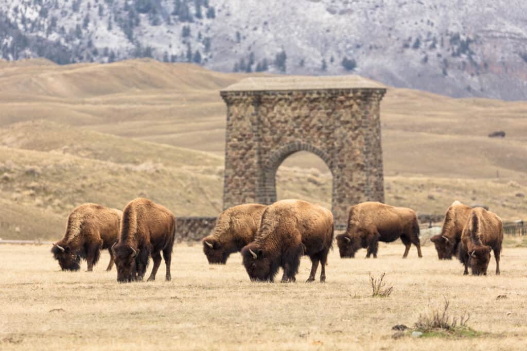 Buffalo graze before Yellowstone's famous gateway. Yellowstone National Park is one of the best national parks to visit in November and December.