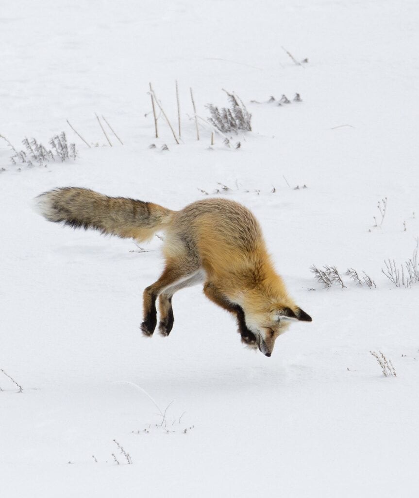 A fox leaps in mid-air to pounce upon prey hiding under a blanket of snow at Yellowstone National Park. Yellowstone National Park is one of the best national parks to visit in November and December.