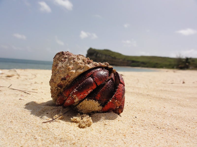 A hermit crab moves along a sandy beach in Puerto Rico. 