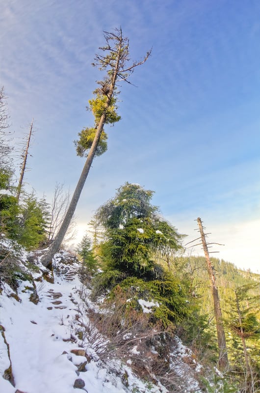 A pine tree bow itself up into the sky on a mountainside in Oregon Caves National Monument and preserve.