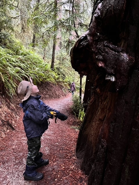 Our young son stares high up into a Redwood at Redwood National Park. Redwood National Park is one of the best national parks to visit in November and December.