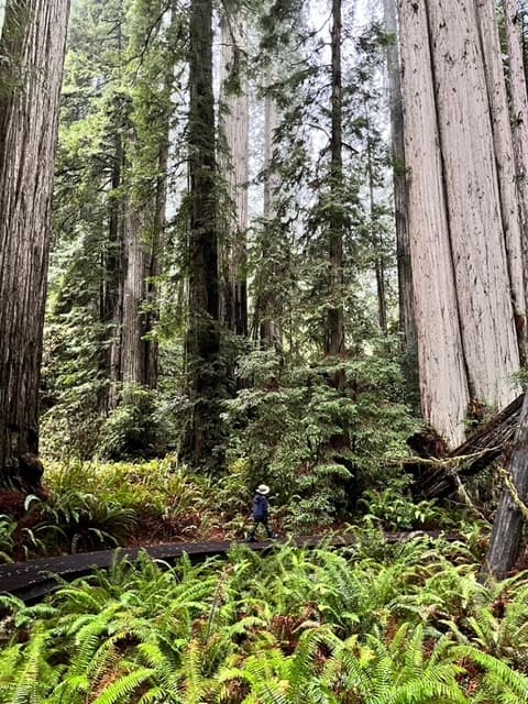 Our young son walks among giants at Grove of the Titans in Redwood National Park.