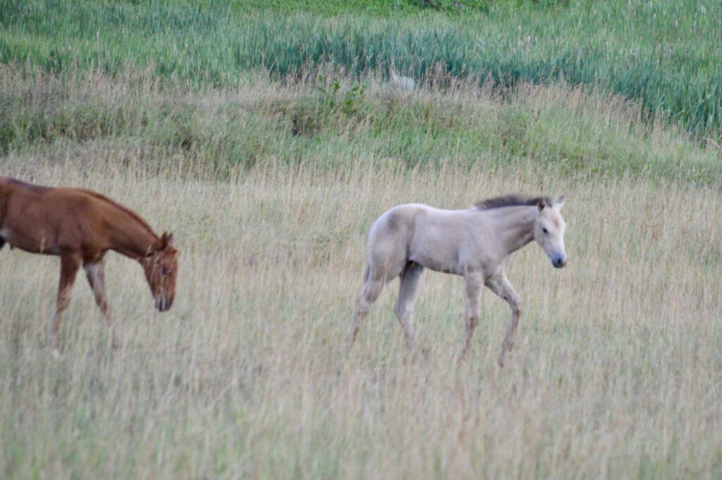 Horse and foal in a field in South Dakota.