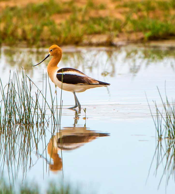 A beautiful bird wades through the waters of a marsh. Birdwatching is one of the best things to do in Mitchell SD.