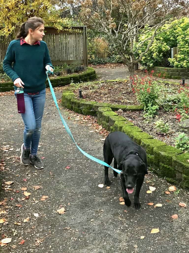 Our daughter walks our black Labrador retriever dog on a fall day at the Oregon Garden.