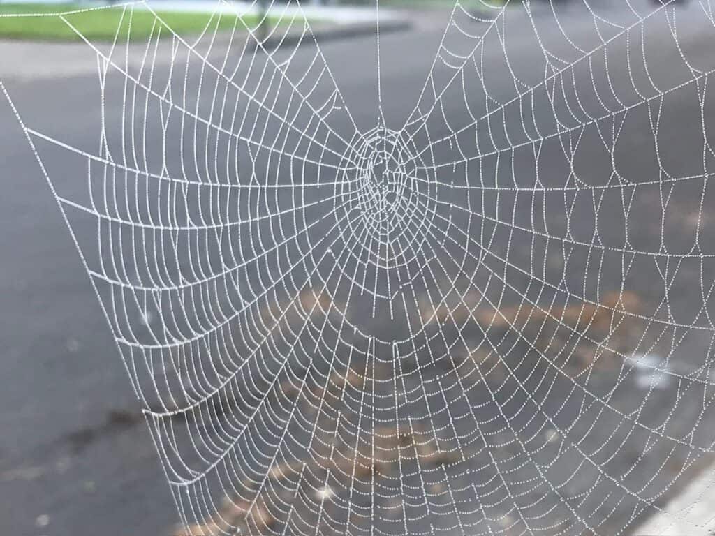 Spiderweb with droplets from a misty autumn morning in Oregon.