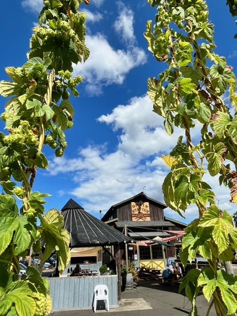 Hops grow in the open area near Grain Station Brew Works in McMinnville, Oregon. Grain Station Brew Works is one of the best breweries in McMinnville and Carlton.