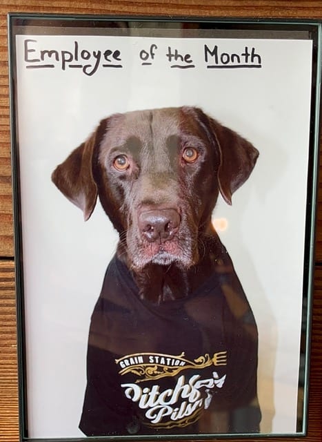 A Labrador Retriever wears a Grain Station Brew Works shirt, in an Employee of the Month picture.