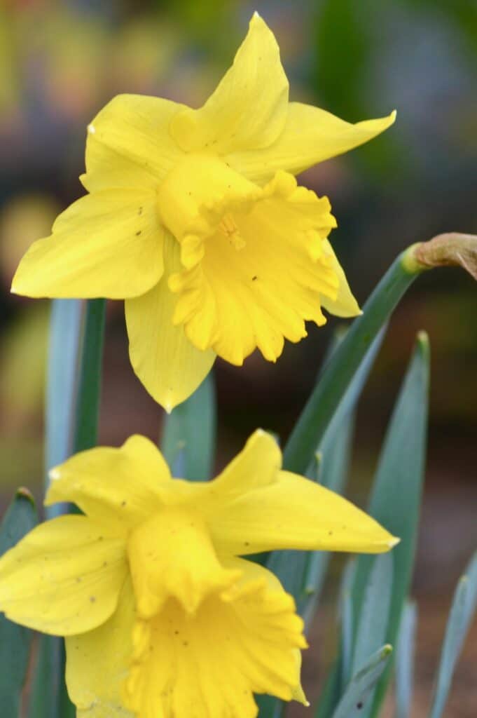 Bright yellow daffodils. Oregon flower festivals.
