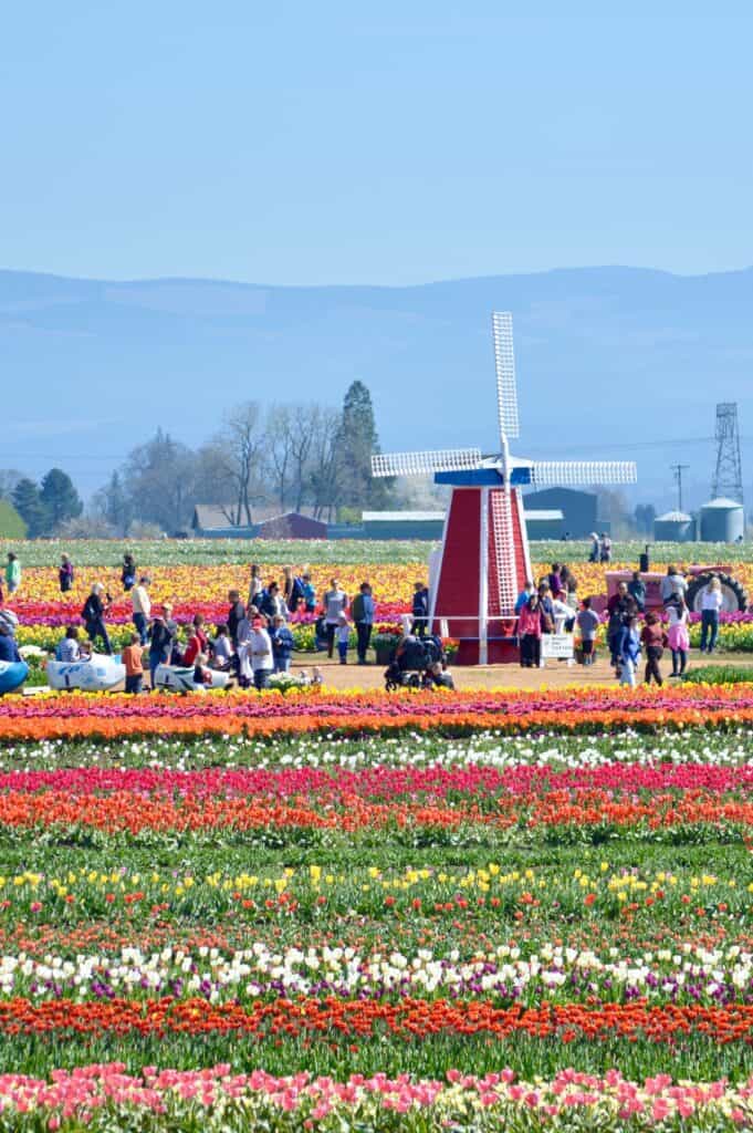 Tulip fields with windmill in background at TulipFEST. 