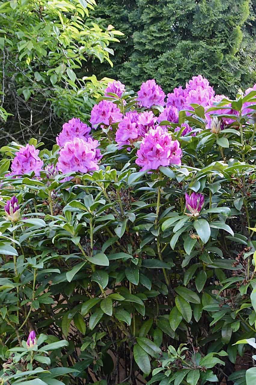 Oregon Native Rhododendron Best Oregon Flower Festivals and Gardens 2026 - Dinkum Tribe