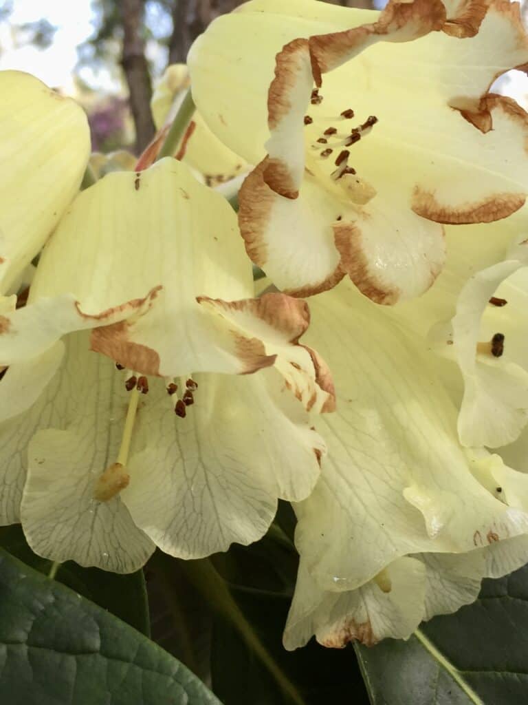 close up of light yellow rhododendron blossoms.