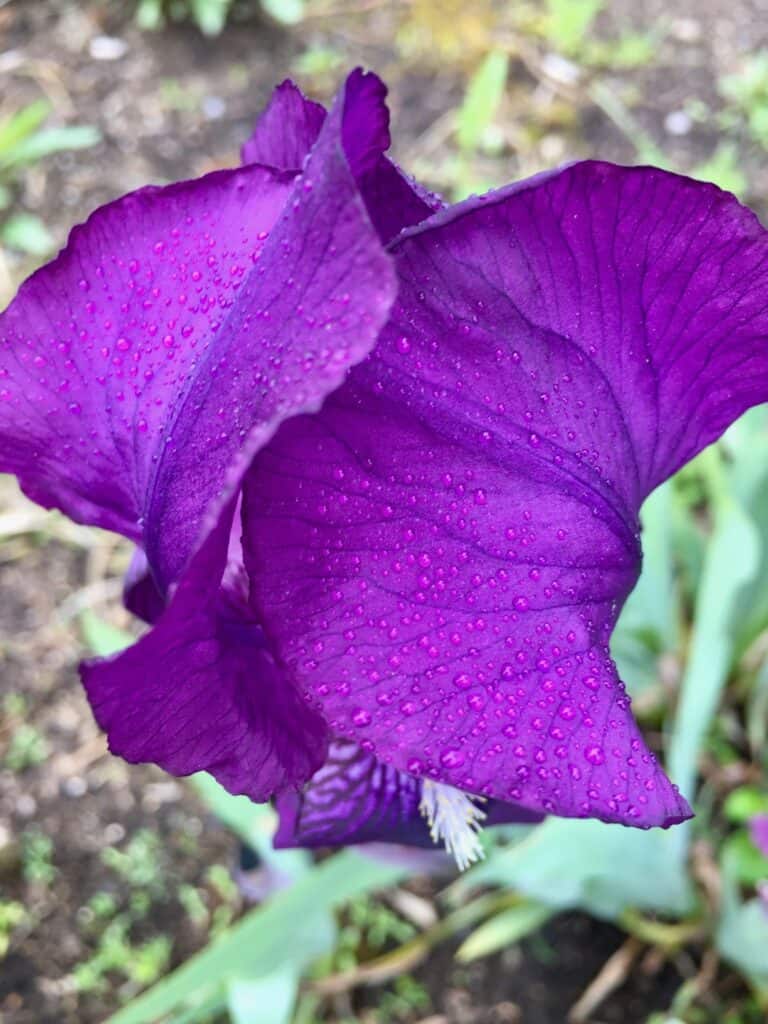 Purple iris with raindrops. 