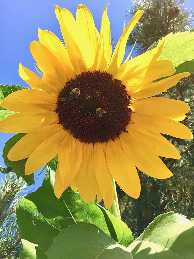 Sunflower with bees. 