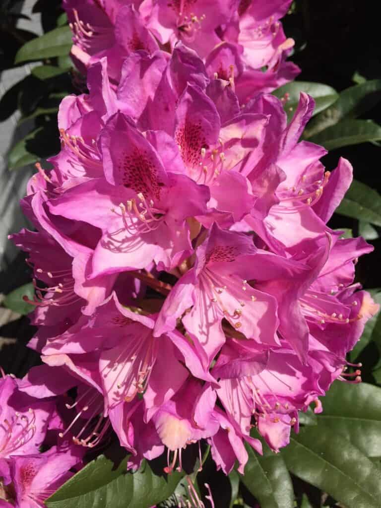 Pink rhododendron flowers. Oregon flower festivals.