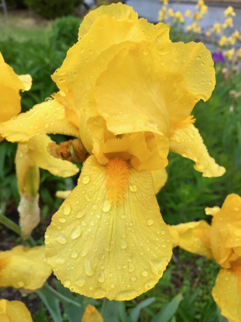 Yellow iris with raindrops. 