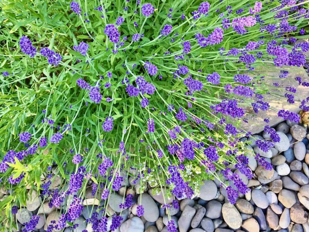 Lavender plant in bloom.